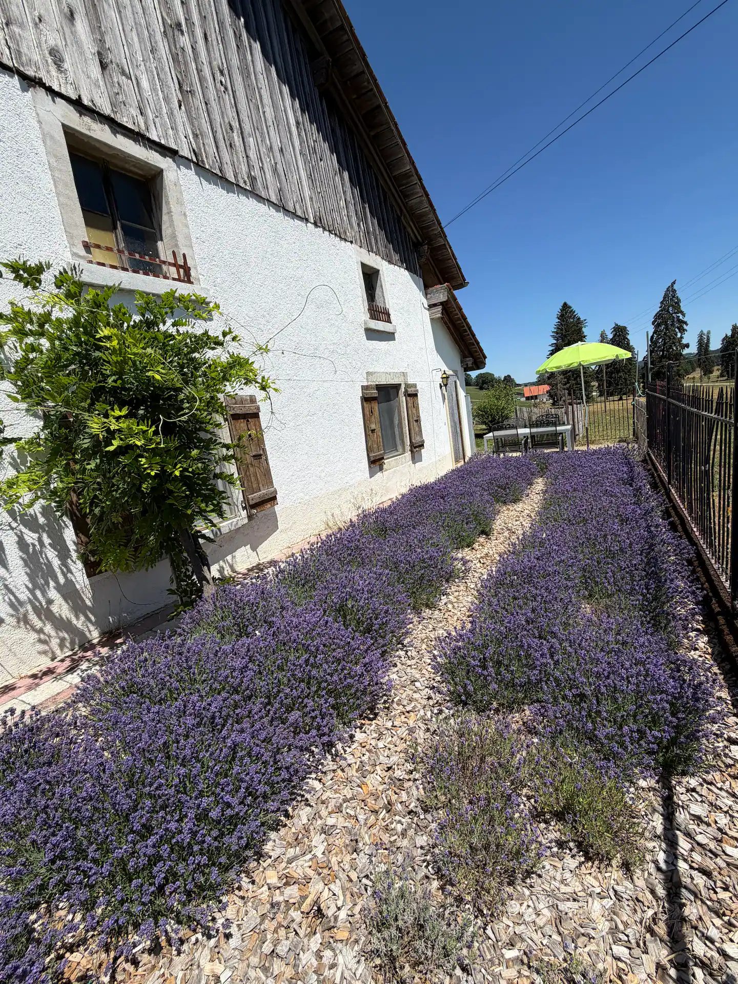 Terrasse fleurie de lavande devant la ferme de la Gaby